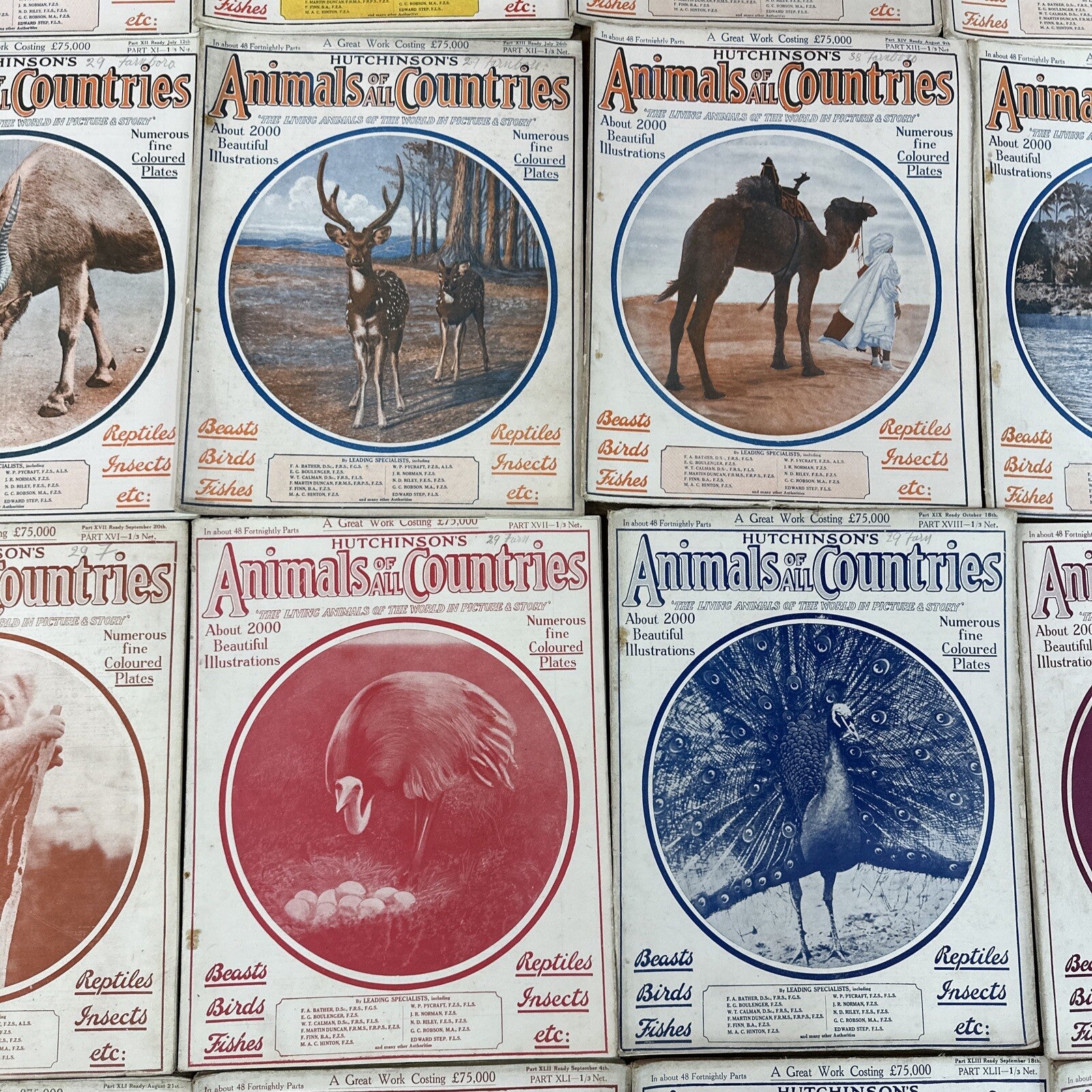 Magazine Bundle Animals Of All Countries Job Lot
