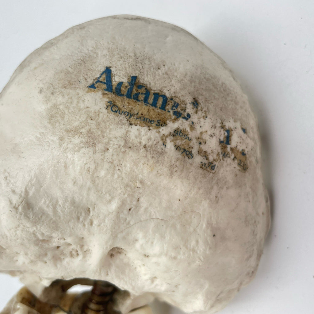 Adam Rouilly Spine Model with Skull Base Medical Anatomical Teaching Aid 1990s